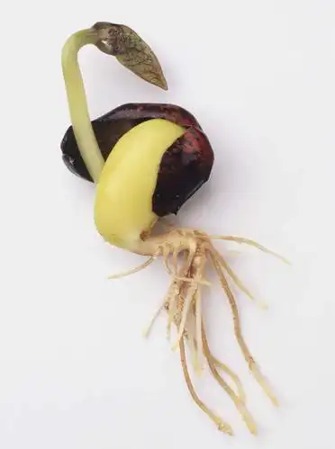 植物,豆,蔬菜,阴影,新鲜,反射,影子,豆类,豆子,刀豆,食品,发芽,一颗