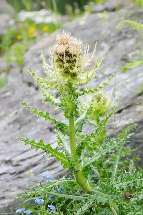 吃含水飞蓟的食物好处多多,不知道的小伙伴,快分享给你的家人!