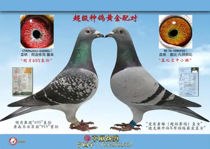 "盖比·凡得那比"黄金配对一