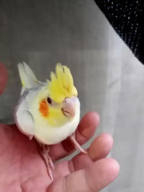 玄凤幼鸟金头派特出售