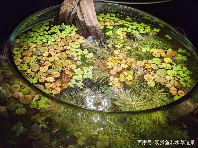 金鱼小圆缸也可以造景,办公室桌面有它会增添很多灵动