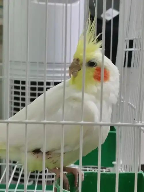 鹦鹉翅膀流了好多血是怎么回事