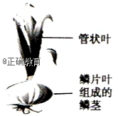 如图所示为紫色洋葱的示意图,其管状叶为绿色,其鳞片叶就是我们常食用