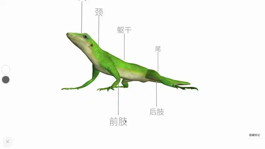 生物八上15两栖动物和爬行动物蜥蜴