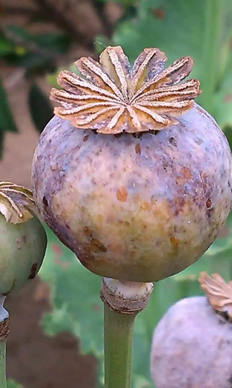 大烟苗就是罂粟苗,可以吃,罂粟种子含少量罂粟碱,吗啡