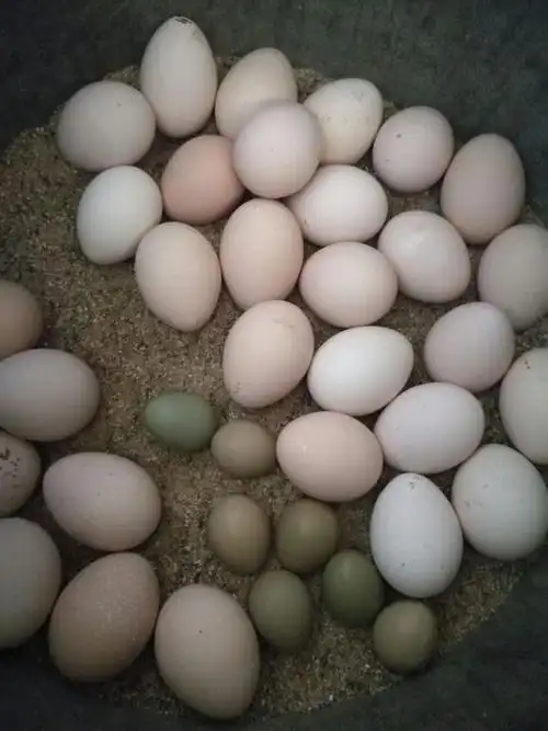 白色的是孔雀蛋