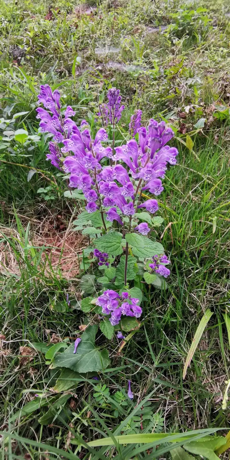 民间草药韩信草