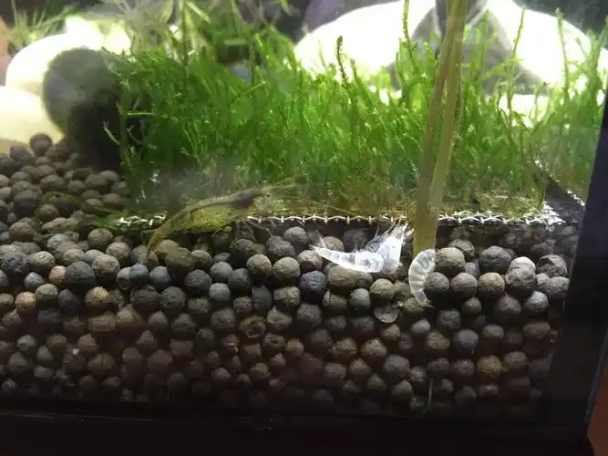 这只黑壳虾是抱卵了吗?