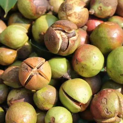 湖南农家自榨土茶油 纯山茶油 正宗孕妇婴儿茶籽油 月子油500ml