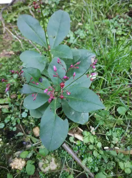 中文学名 土人参 拉丁学名 talinum paniculatum (jacq.) gaertn.