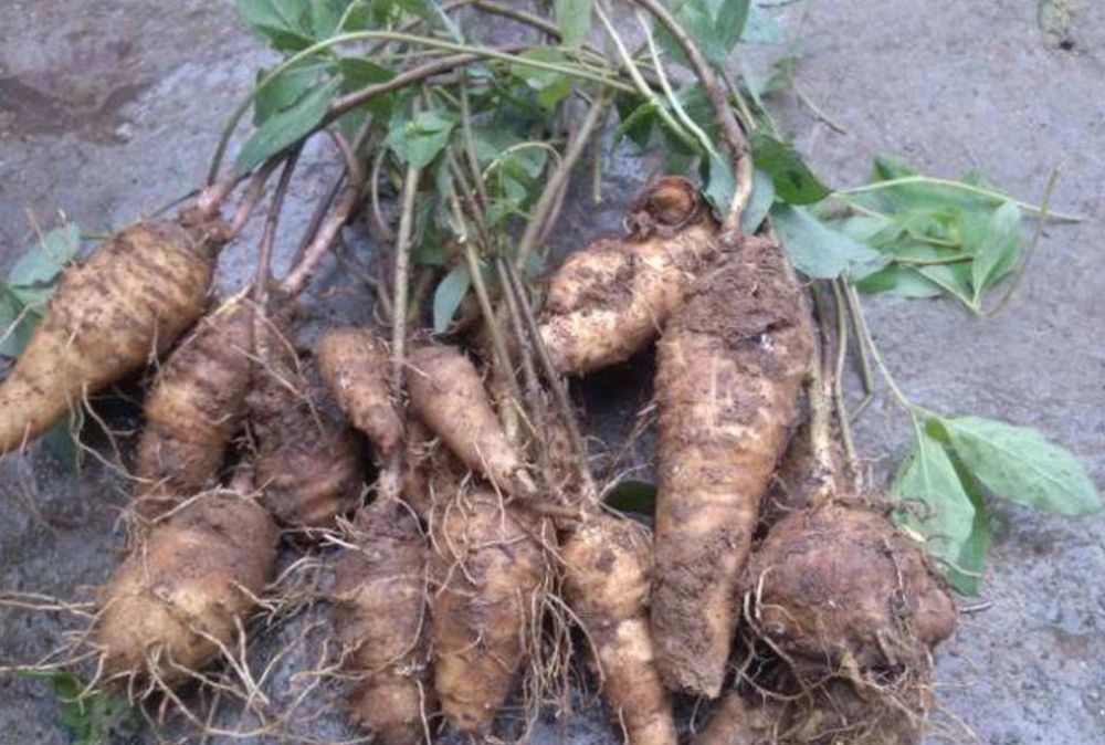 健脾养胃,明目以及醒酒等等,具有很高的价值,所以如今的野生葛根粉卖