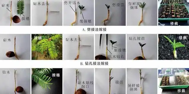 中央财政林业科技推广示范项目香榧不同微型嫁接方法初探