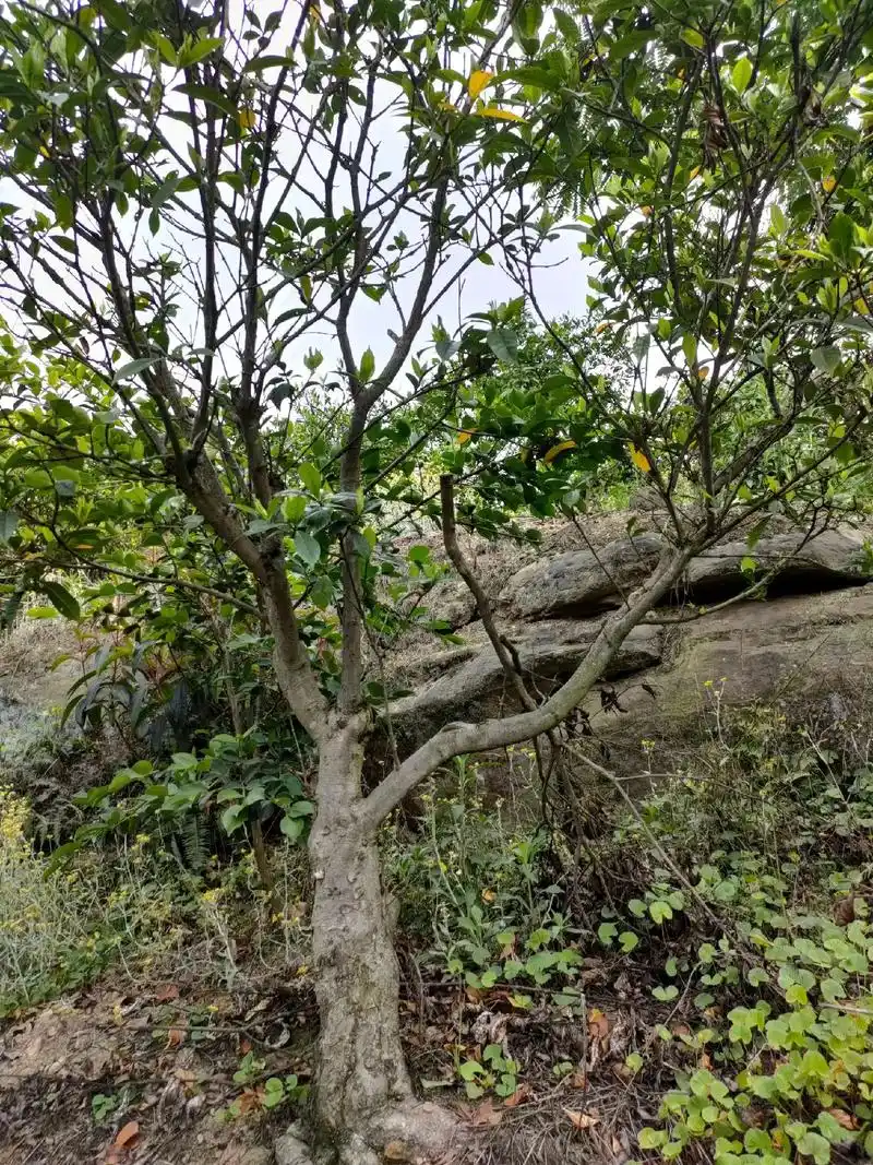 山上还有几万棵栀子花大树老桩.