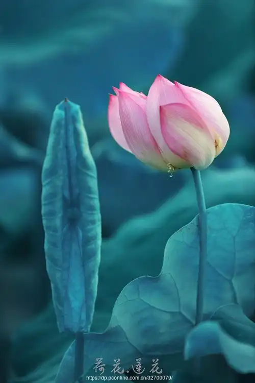 【荷花摄影图片】生态摄影_太平洋电脑网摄影部落