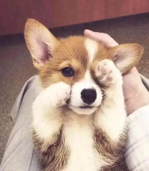 柯基狗搞笑头像