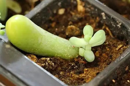 多肉植物叶插繁殖教程