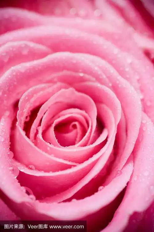 带露珠的粉红玫瑰