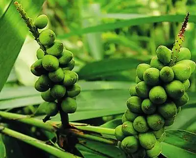 每年农历五六月才成熟的益智果. (资料图片)