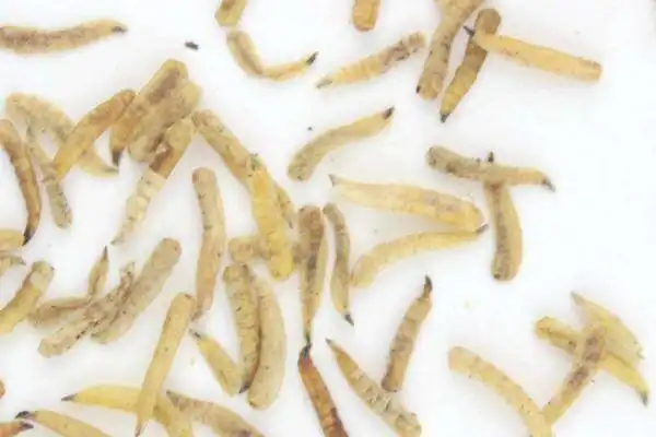 苍蝇的幼虫是什么蝇蛆是怎么发育的