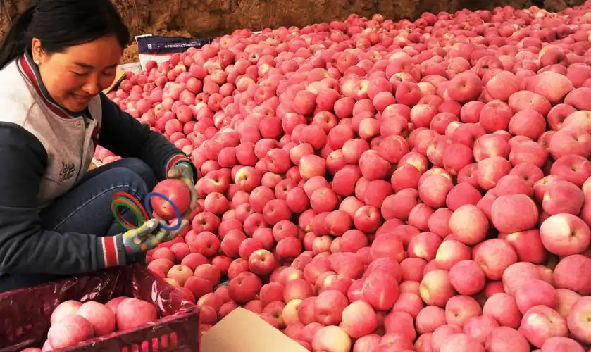 山西吉县苹果喜获丰收_吉昌镇