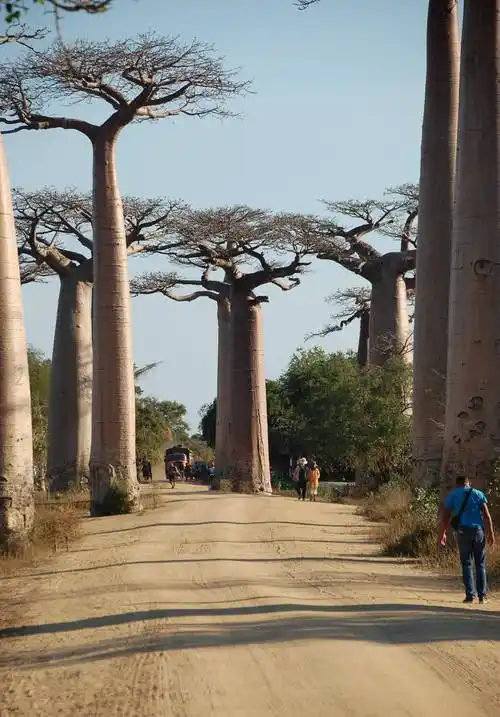 5000多岁的猴面包树,都有哪些神奇的地方呢?_树干_果实_填写内容