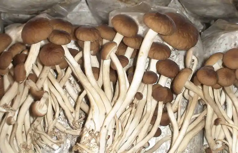 茶树菇的市场价格是多少茶树菇的知识介绍