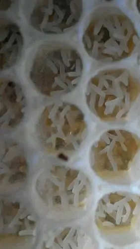 蜜蜂养殖技术 养蜂技术工蜂产卵的处理:在繁殖季节出现工蜂产卵,中等