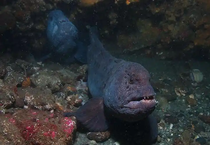 属脊索动物门辐鳍鱼纲鲈形目鳗鲷科,属于肉食性生物,被俗称为"大海怪"