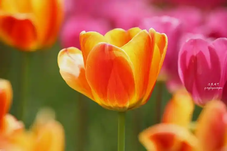 娇艳欲滴之郁金香