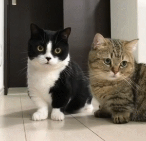 猫咪眼神同步可爱gif动图_动态图_表情包下载_soogif