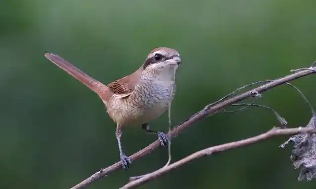 体型最小的小猛禽屠夫鸟