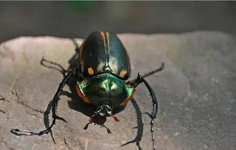 金色的虫子是什么虫子(金色的虫子是什么虫子有毒吗) - 盾灵网