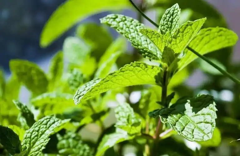薄荷叶好处多,薄荷叶的吃法不同养生效果也不同!