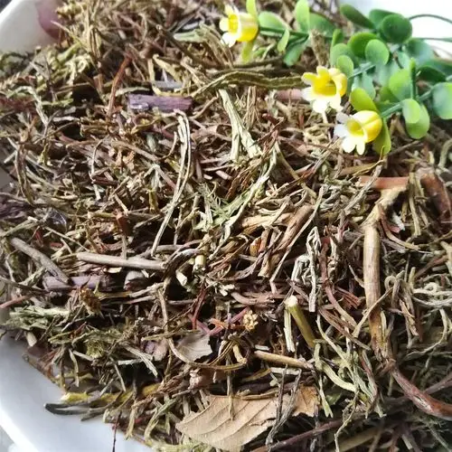 马尾千金草 马尾伸筋草 飞龙 舒筋草 藤石松马尾千金草 马尾青青草