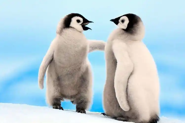 然而据说有科学家做过一个实验,把北极鸭和企鹅都放在零下100多度的