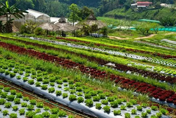 休闲农业园区是一种集农业观光,休闲娱乐,农产品采摘,田园居住等多种