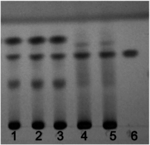 芪枣口服液中常春油麻藤的薄层色谱鉴别方法