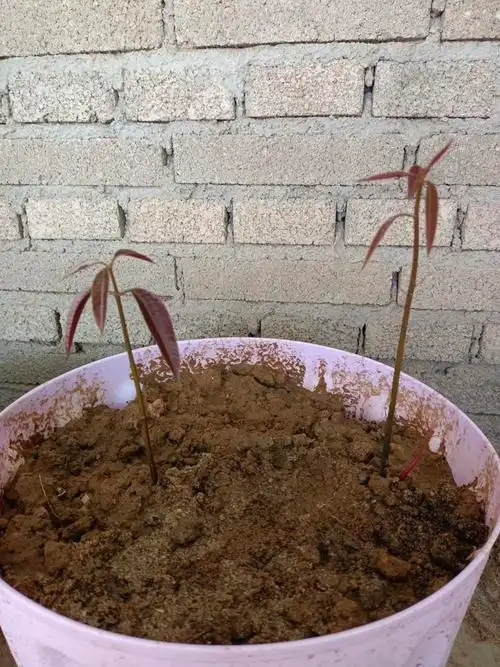 芒果发芽是什么样子