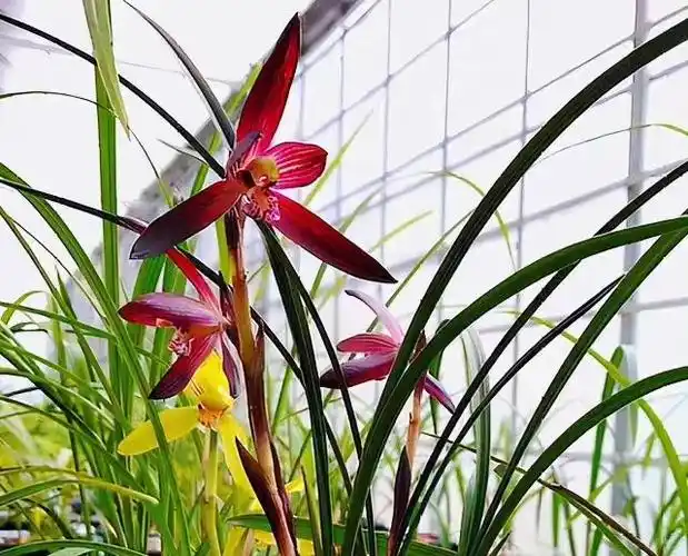 贵州一亿2000万的兰花(贵州一亿2000万的兰花图片下载)