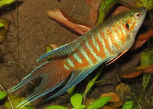 有鳞腮上有一个绿点背鳍个尾巴一样长尾巴像剪刀是什么鱼