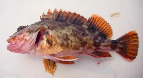 怎么料理虎头鱼