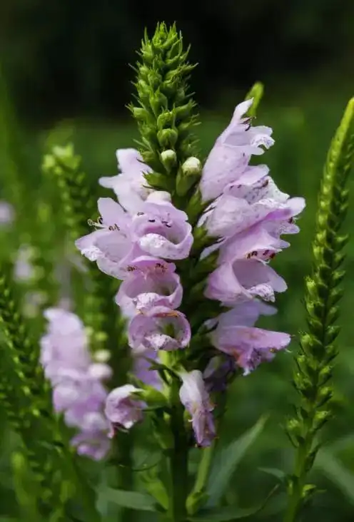 假龙头花,是唇形科,假龙头花属多年生宿根草本植物.株高可达1米.