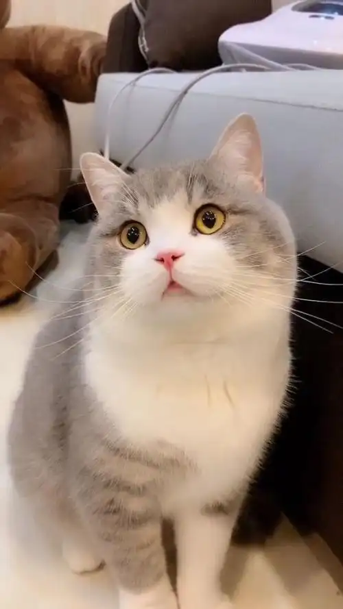 其实我也不是特别清楚土豆是英短什么品种的