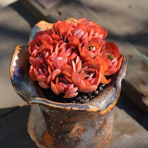 秀妍老桩多肉植物花卉盆栽室内绿植园艺组合稀有品种盆景罕见多肉