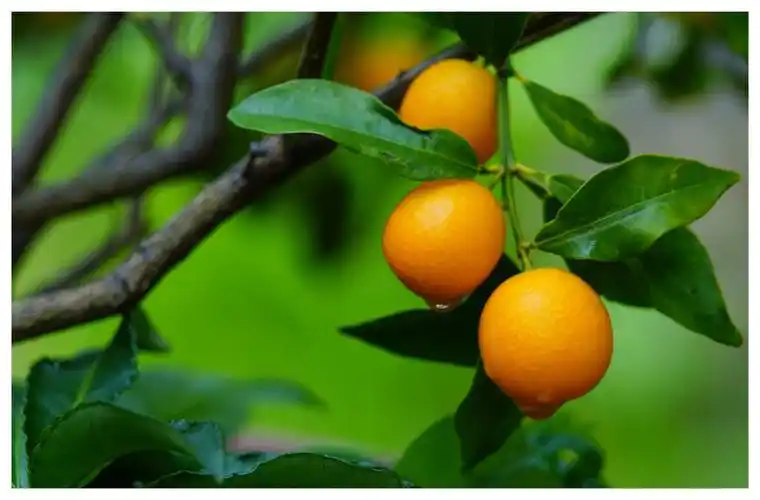 一树的朱红,金桔