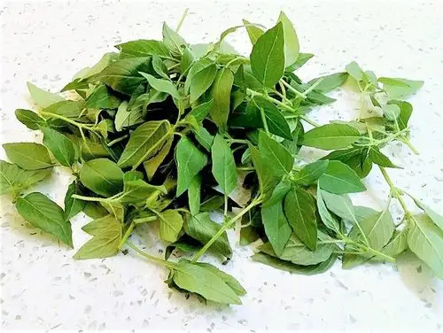 春天的沁香荆芥