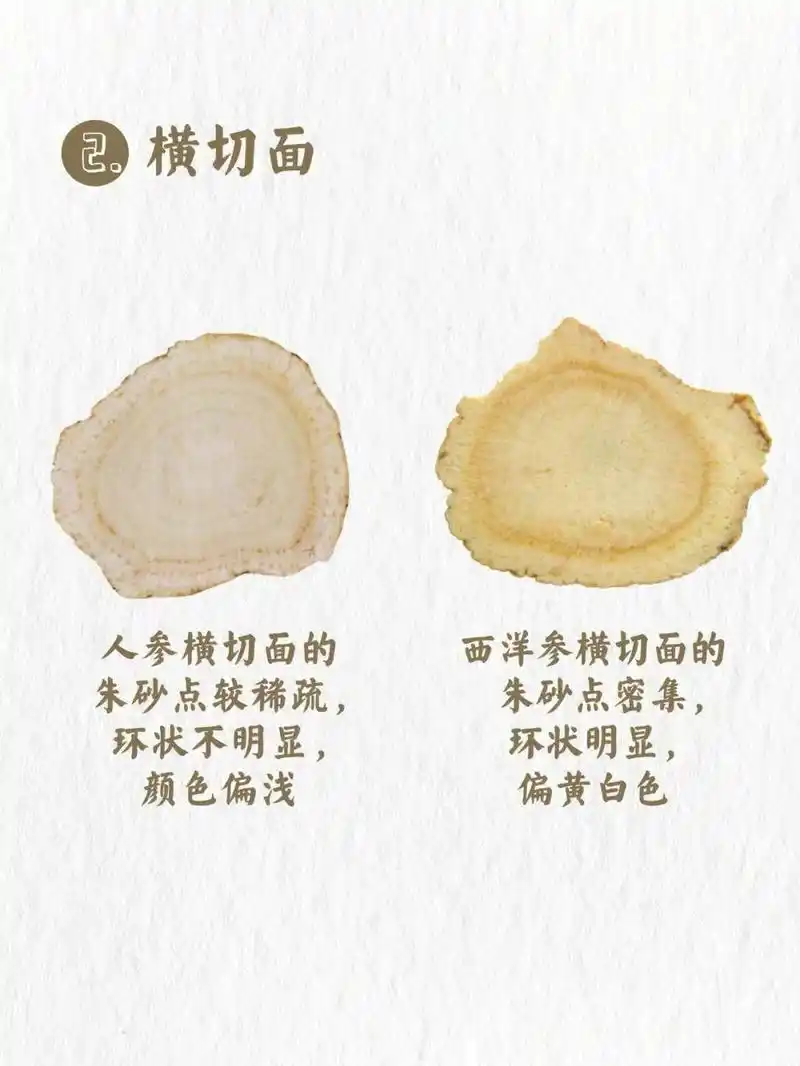 西洋参与人参的区别,作用与功效分别是什么?