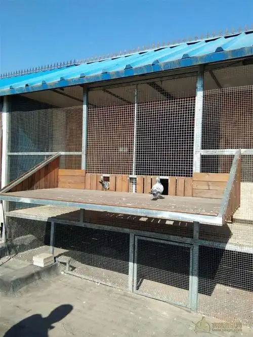 石家庄天翔赛鸽俱乐部17年秋300元特比验棚