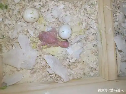 如何做才能避免虎皮鹦鹉繁殖呢?