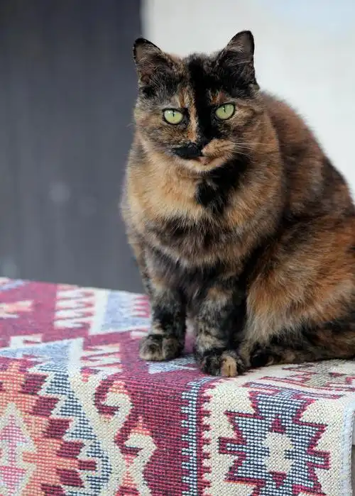 玳瑁猫:优雅的家庭伙伴